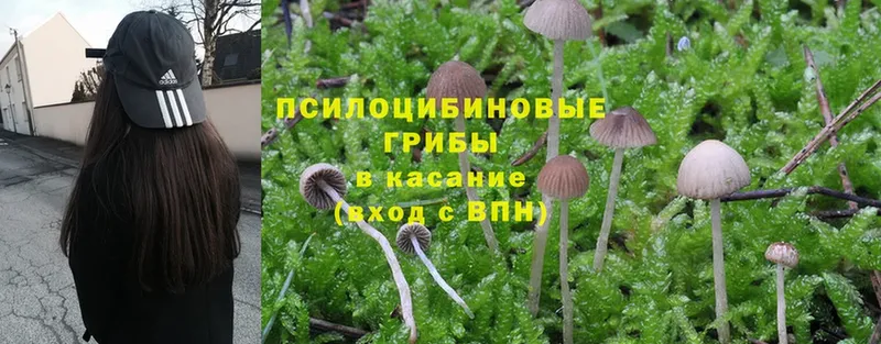 где купить наркоту  Мегион  Псилоцибиновые грибы MAGIC MUSHROOMS 